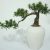 artificial-podocarpus-bonsai-tree