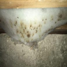 Rat-urine-soaked-insualtion-in-under-floor